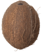 Coconuts & Shells