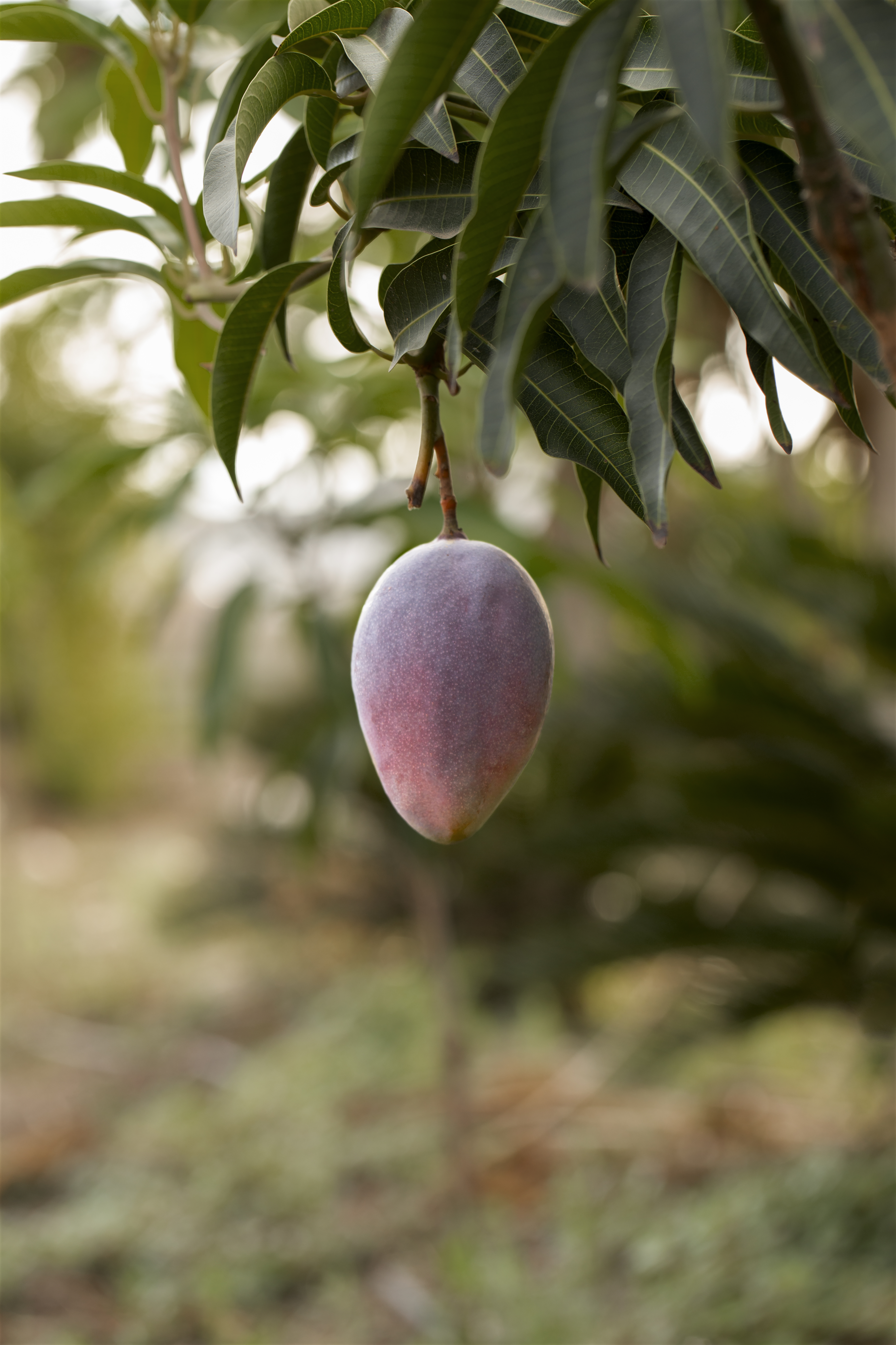 Mango Carton Box 2